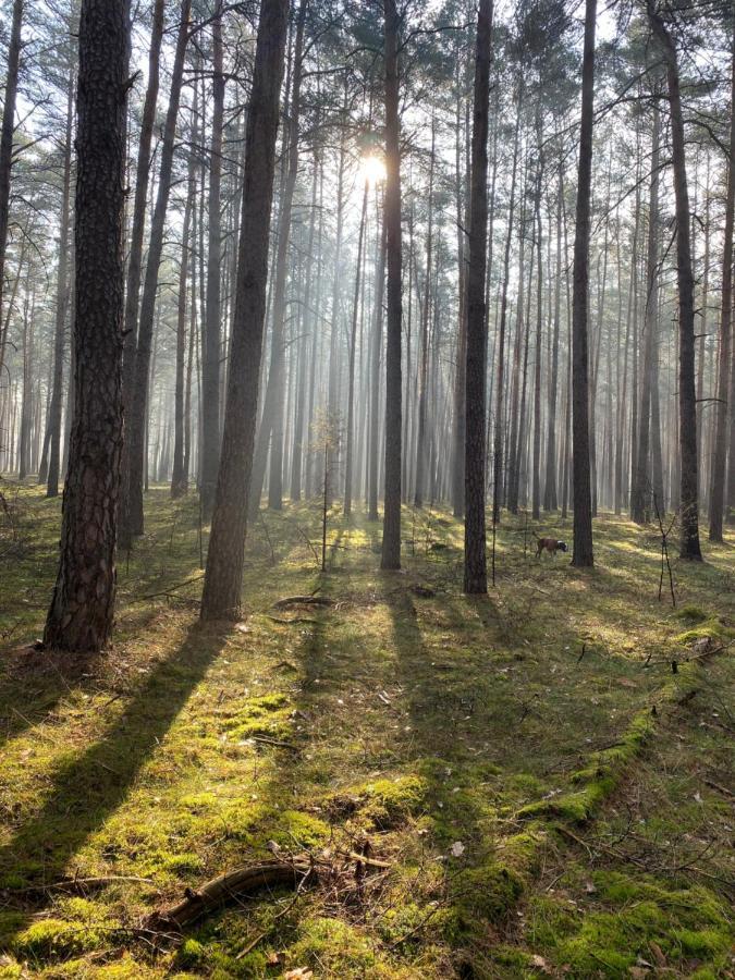 Ferienhaus Im Wald Borkwalde Esterno foto